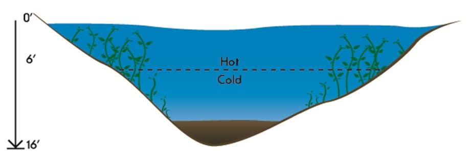 Figure 14. Pond stratification. Most ponds deeper than 10 feet (3 m) have three distinct zones or layers, with little mixing among the layers.