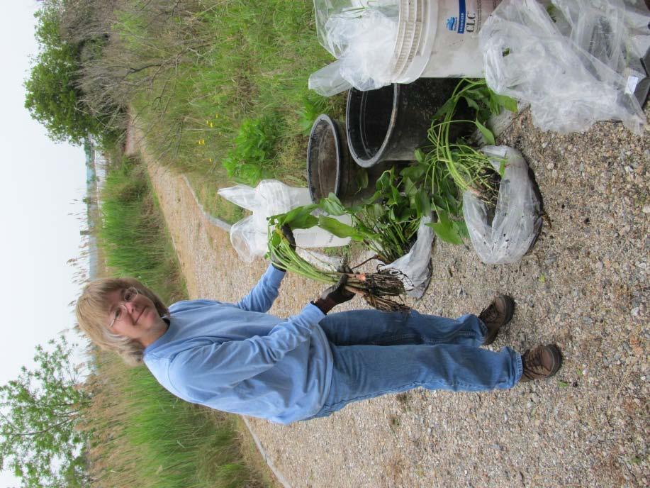 Plant Selection Popular, Versatile, and Available native plants for constructed wetlands as