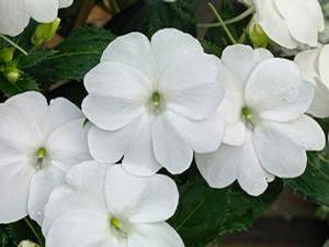 fall plant, Impatiens are low