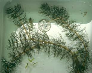 Northern watermilfoil. Muskgrass (Chara sp.) (Figure 12) occurred in 17% of the sample sites (Table 3) and was the dominant plant in the 0 to 5 feet depth zone (Figure 10).
