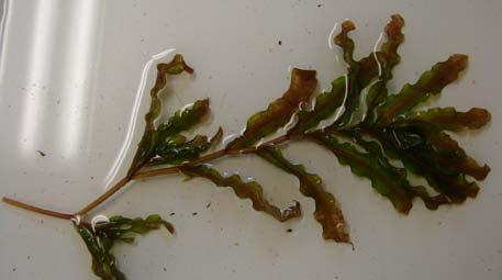 Curly-leaf pondweed Curly-leaf pondweed (Potamogeton crispus) (Figure 15) was found in 8% of the survey sites (Table 3).