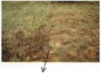 CCM 3 Dimensional Coir Geotextiles can be used were vegetation is considered