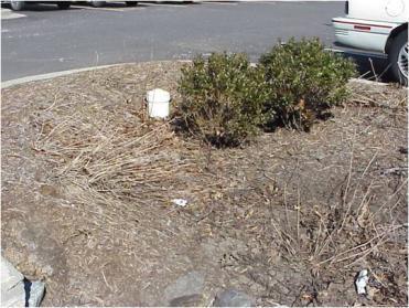 MODERATE This bioretention has a few bare spots and could use either spot planting or the addition of mulch.