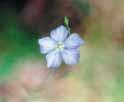 Native Flax (Linum marginale) Requirements: Full/semi sun. Dry soil and poor drainage.