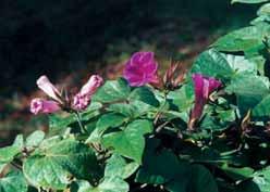 Melton garden escapees 27 Morning Glory (Ipomoea indica)