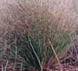 (Pennisetum setaceum) Replace with: Wallaby Grass (Danthonia spp.