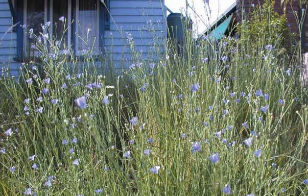 34 Sustainable Gardening in the Shire of Melton 2. Use natural alternatives such as pyrethrum and garlic spray to control pests. 3.