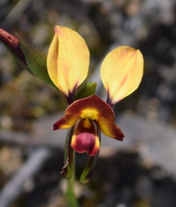 Orchids Recorded From Visit To Brisbane Ranges- Sunday 8th October by Kevin Sparrow Acaianthus caudatus Mayfly Orchid Caladenia carnea Pink Fingers Caladenia