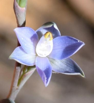 parviflora Tiny Greenhood Thelymitra antennifera Rabbits Ears Thelymitra nuda Scented Sun-orchid All up, we recorded a total of 75 species of plants at the Brisbane