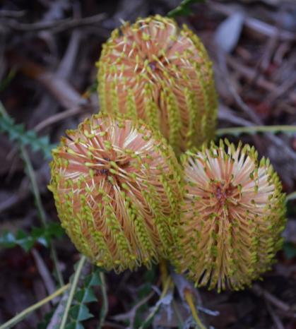 Michael Mattner showed two Banksias from W. A., Banksia candolleana - Propeller Banksia (photo right) and Banksia grossa which grows to about half a metre and the bees and ants love it.