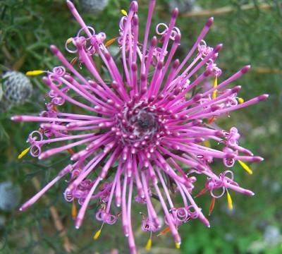 Hakea oleifolia has a very strong smell and can grow to be a small tree, up to 6m, a vigorous, hardy, screen plant with white flowers in axillary clusters.