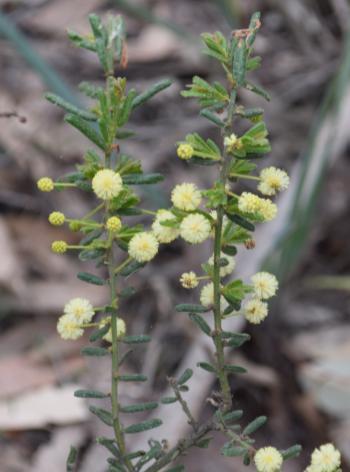 We also found lots of interesting wildflowers including the endemic Brisbane Ranges Grevillea,