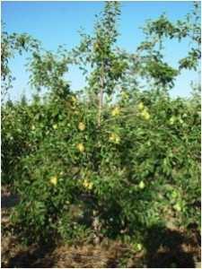 Pyriam Pyriam is a clonal rootstock developed by INRA in France through open pollination of Old Home. It has not been tested in Australia.