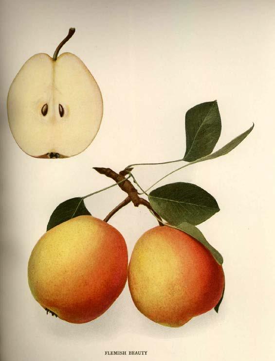 Flemish Beauty Pear Pears of New York, 1921 At one time Flemish Beauty was a leading commercial variety in