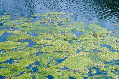 Perceptions of algae problem in their backyard ponds Cruddy, swampish, scummy, a health issue We ve had social gatherings at the