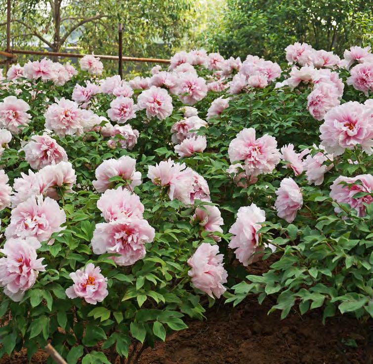 DAY ELEV- 11 EN Monday, April 13, 2015 (Breakfast/Lunch) Today we celebrate the exquisite beauty of the peony. The ancient city of Luoyang has a reputation as a cultivation center for peonies.