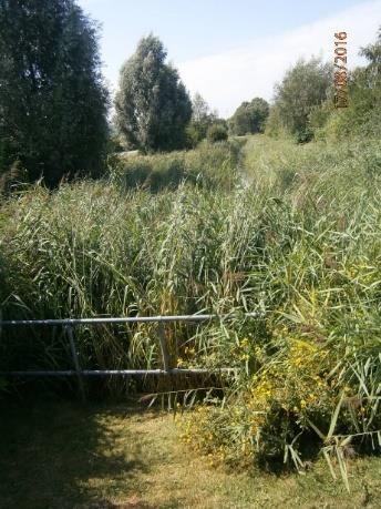 06 Capital Business Park ditch, Gwent Levels: Rumney and Peterstone SSSI 06 Compensation for the loss of SSSI watercourses as part of the Capital Business Park developments Constructed ~10yrs ago