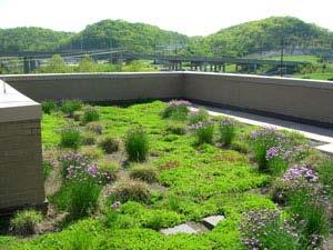 The following criteria should be taken into consideration when selecting vegetation for the green roof: Drought tolerant, requiring little or no irrigation after establishment Self-sustaining,