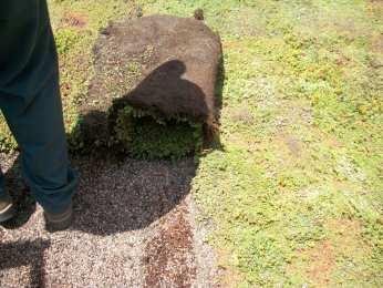 Sedum sod is a roll out pre-vegetated