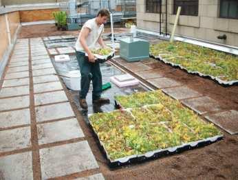 Pre-vegetated trays are a great option for