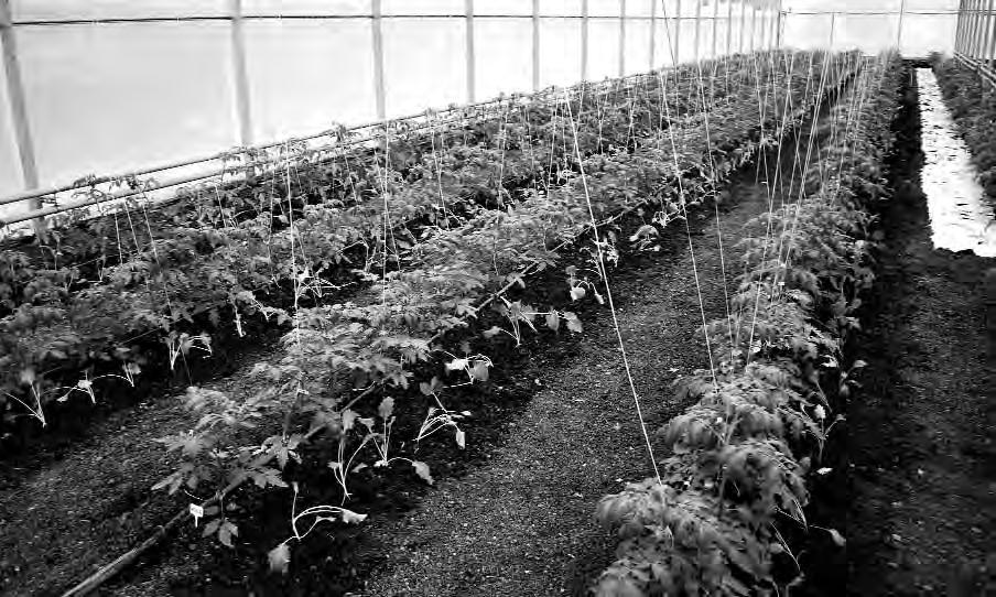 15 Irrigation Tomatoes need water regularly because when they do not have enough water they do not produce as much fruit.