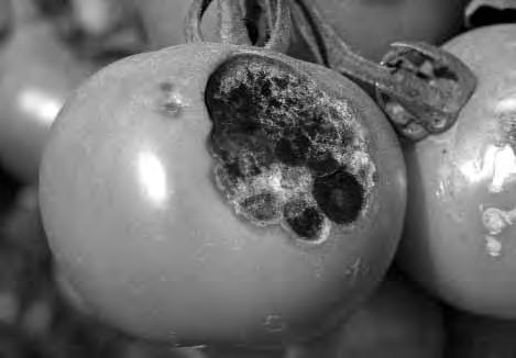 22 Tomato Diseases Tomato Diseases Many tomato diseases are caused by fungus or bacteria spores that infect the plant. The spores live in the soil or on plants or weeds related to the tomato.