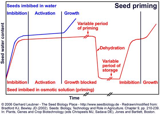 Physiology of Seed