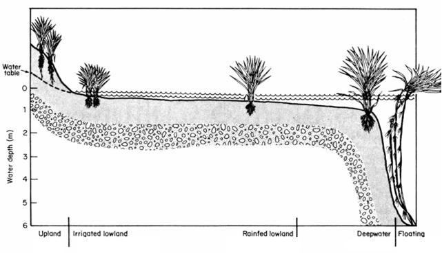 De Datta, 1981 RICE ECOTYPES Based on Soil Surface Hydrology UPLAND, 10% High water run-off Absence of standing water LOWLAND (5-50 cm), 75% a.