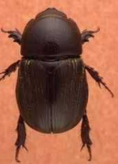Recent research suggests this newly emerged generation of adult beetles damages sweet potatoes prior to harvest. The adult beetles are stout, dull black and approximately ½ inch long.