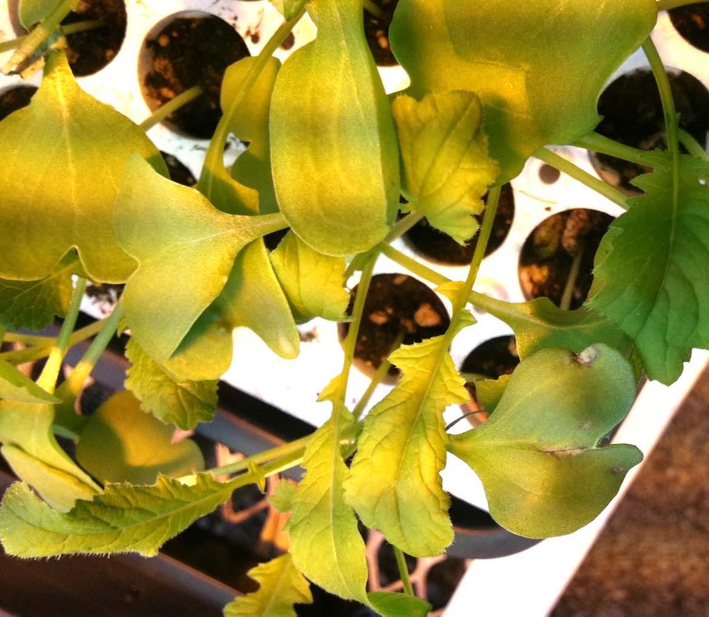 inside a stem of mustard greens leaf