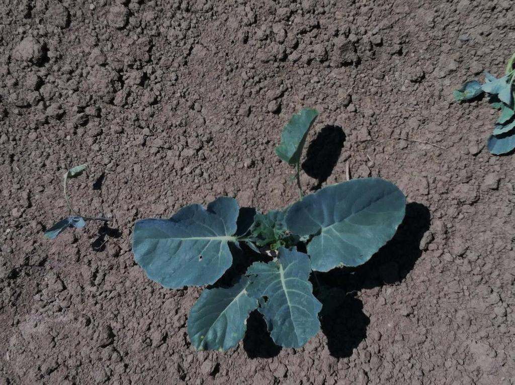 Plants that survive the seedling stage are stunted 37-acre conventional processing broccoli field