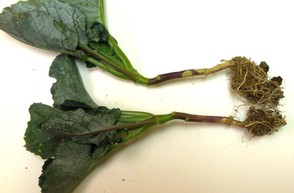 Lesions develop on the stem near the soil