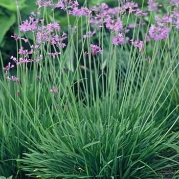 Grass-like leaves 1 tall Pale light purple/pink flowers bloom all year Water frequently