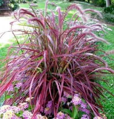 Fountain Grass Pennisetum setaceum 'Fireworks' 3-6 H 1-3 W Red-burgundy foxtail flowers Blooms July to