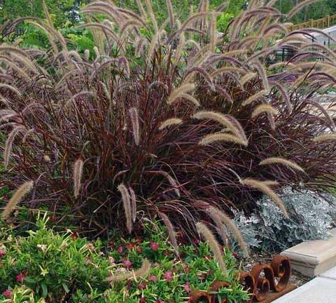 Red Fountain Grass Pennisetum setaceum Rubrum' 3-5 H 2-4 W Annual grass Purple leaves Blooms Spring