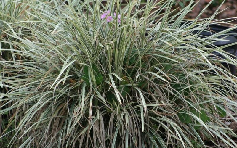 Aztec Grass Liriope muscari 'Aztec Grass' 15 H 15 W Perennial Eye-catching grass-like perennial with green and