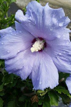 Rose of Sharon Hawaii Hibiscus syriacus 'Minsygrbl1' 5-8 H 4-7 W Abundance of large blue with red-purple centers blooms in late