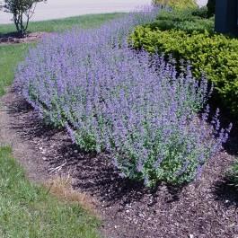 Walkers Low Catmint Nepeta X faassemii Walkers Low 24-30 H 36 W Attractive fragrant graygreen foliage