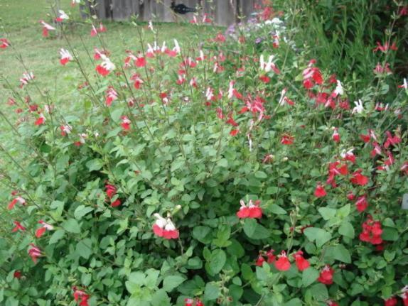 Salvia Hot Lips Salvia microphylla Hot Lips 2-3 H 3 W Two toned flowers Prefers moist to dry,