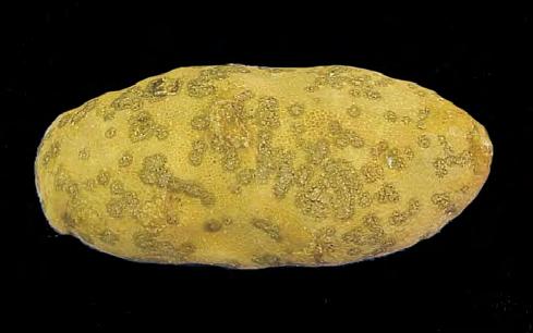 Figure 3. Silver scurf on Russet Burbank following secondary infection in storage. in storage are circular and produce a random measles appearance over the surface of the potato (Figure 3).