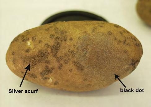 Figure 7. Silver scurf and black dot infection on the same tuber.