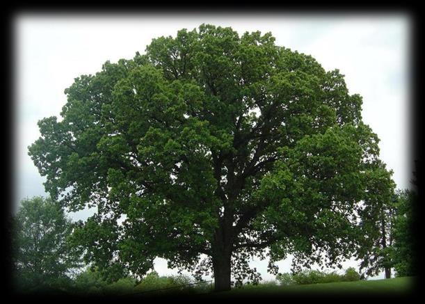Bur Oak - Quercus macrocarpa The Bur Oak is native to North Dakota and is a very stately tree.