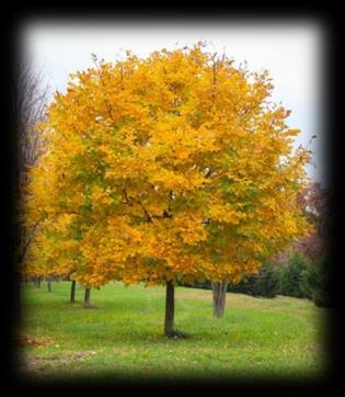 Possesses the classic American elm tree shape, trasplants easily, is fast growing and exhibits tolerance to salts, drought, poor soil conditions and air