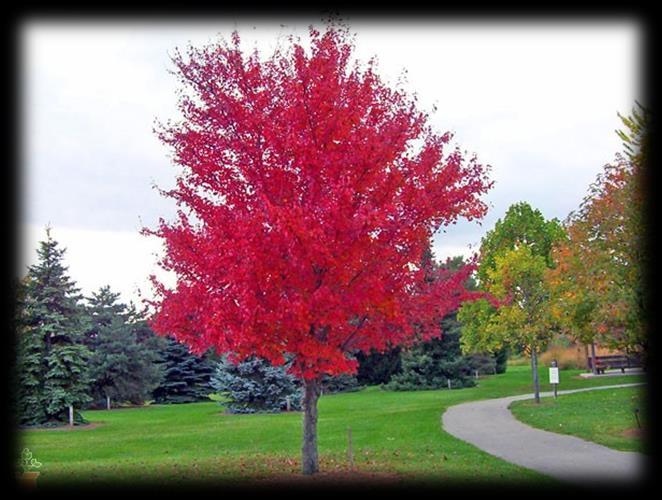Autumn Blaze Maple - Acer x freemanii Jeffersred AUTUMN BLAZE Autumn blaze maples have tons of thick, green, lush leaves that glimmer in the sun all spring and summer long.