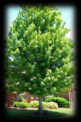 The fastest growing maple from 3-5 feet a year. Growing to a height of 40-55 and a spread of 30-40. They can withstand freezing temperatures down to -40 degrees Fahrenheit.