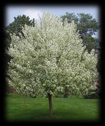 Medium Trees: Spring Snow Crab - Malus Spring Snow The Spring Snow Crab is a longtime running favorite.