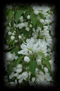 Ivory Silk Lilac Tree - Syringa reticulata Ivory Silk The Ivory Silk Lilav Tree is our other medium sized tree