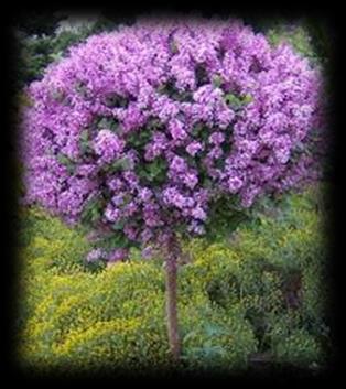 Dwarf Korean Lilac - Tree Form Syringa meyeri Palibin (tree form) The Dwarf Korean Lilac Tree Form is