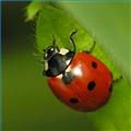 Lady Bugs What They Eat: Aphids, Mealy bugs, Mites, Soft scale, Eggs of insect pests.