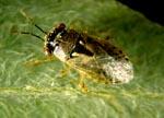 Aphids, Mites, Thrips, Worms, Lygus bugs, Leafhoppers Yarrow, Alfalfa, Goldenrod, Plants of
